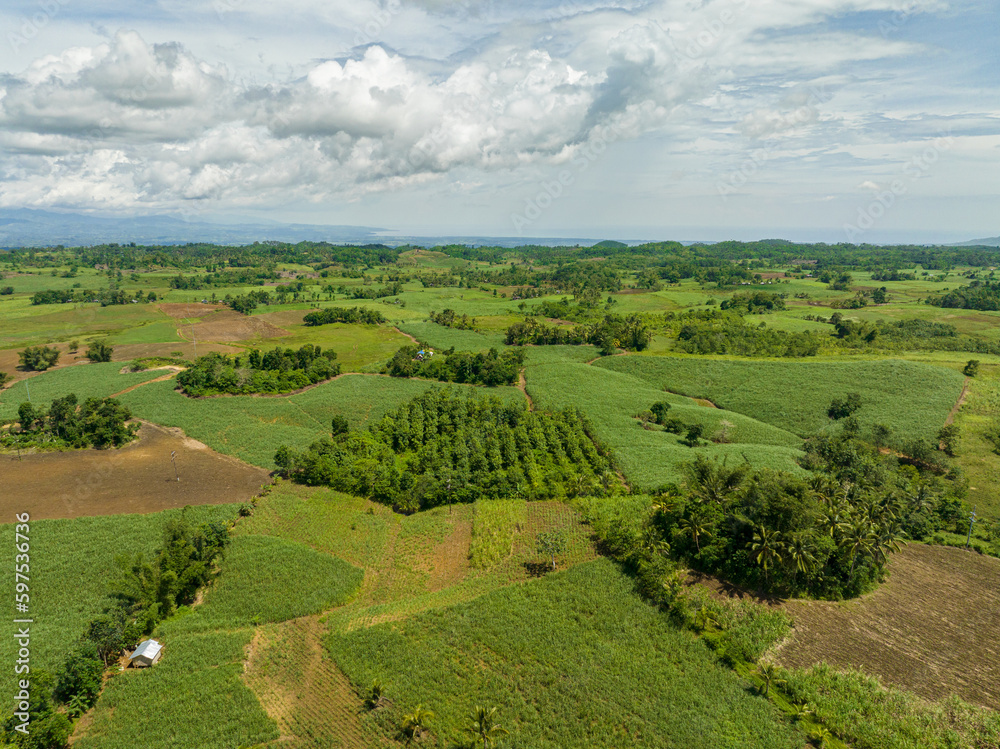Farmland with sugar cane in the countryside. Negros, Philippines