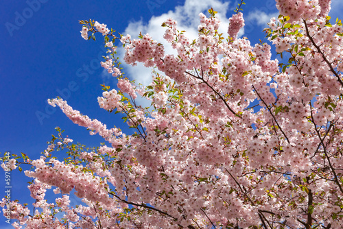 Pink sakura cherry blossoms branch in spring season on blue sky background. Plants with pink petals for garden decoration. Sakura flowers close up. photo