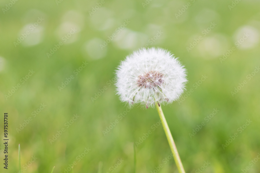close up dandelion on grass, with green blurry background. Represents the arivval of spring and pollination close up dandelion on grass, with green blurry background. Represents the arivval of spring and pollination