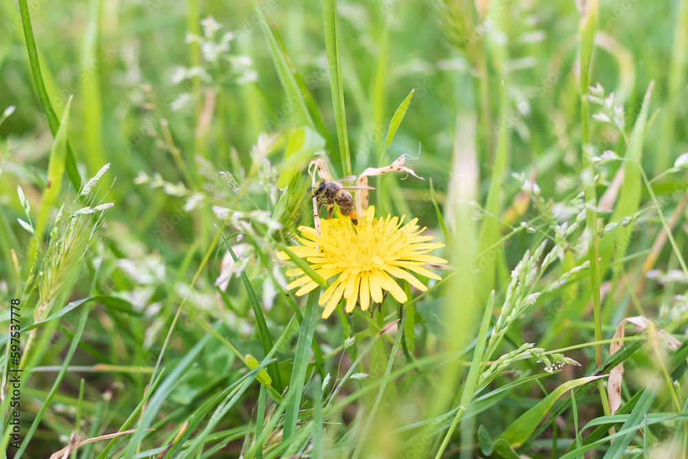 Yellow dandelion with bee on top, with green grass on backgorund. Represents nature ,the arrival of spring and pollination. Yellow dandelion with bee on top, with green grass on backgorund. Represents nature ,the arrival of spring and pollination.
