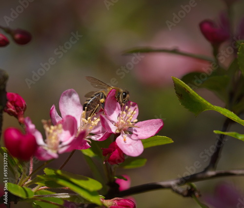 Biene auf einer Blüte