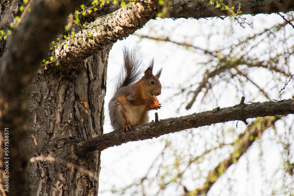 Squirrel in the park eats carrots Squirrel in the park eats carrots