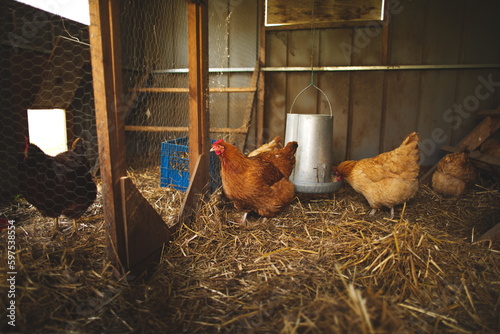 Chickens on a small farm in the country. Small scale poultry farming in Ontario, Canada.