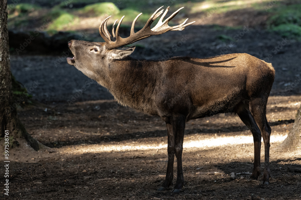 Fototapeta premium Ciervo - deer