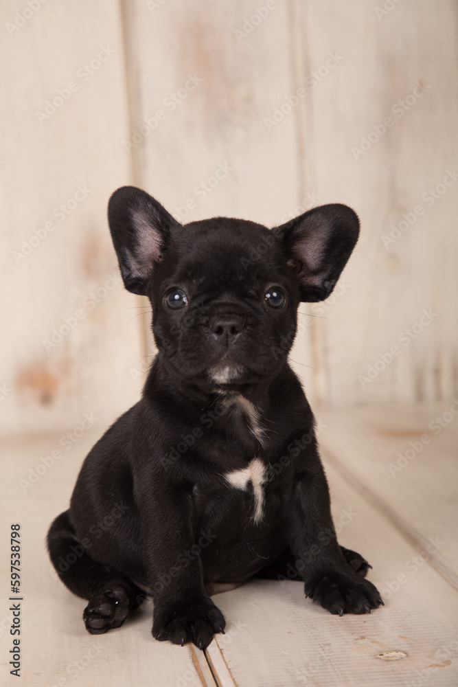 French bulldog puppies sleeping on a wooden backdrop baby dogs