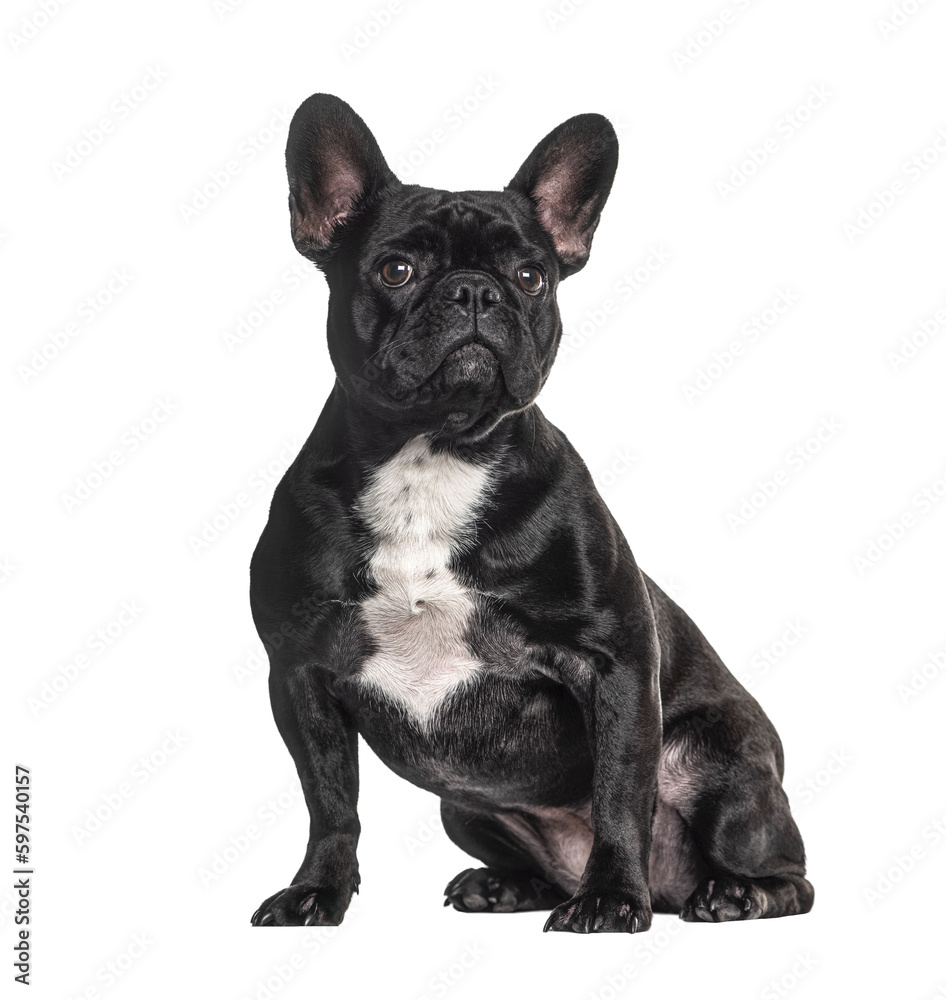 Fototapeta premium French bulldog black, sitting, isolated