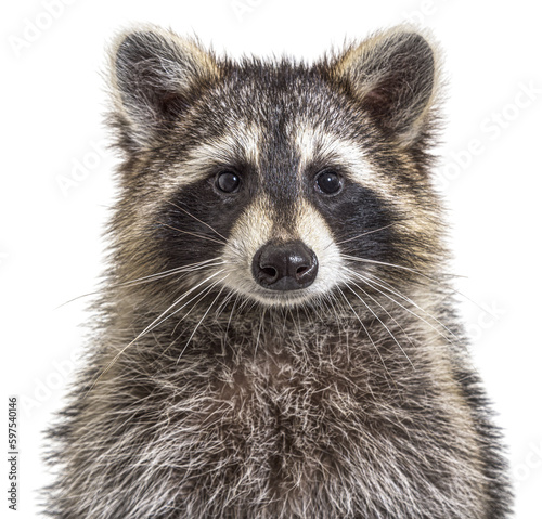 head shot of a young Raccoon facing at the camera, isolated