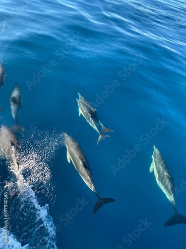 Pod of Pacific white-sided dolphins swimming through water