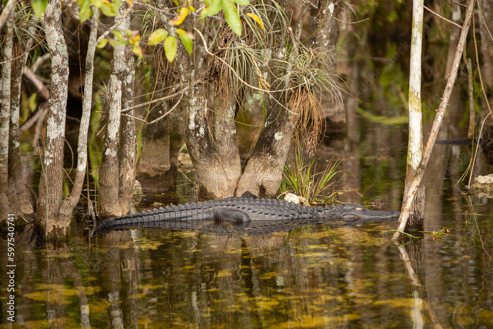 Sleeping Alligator in Water