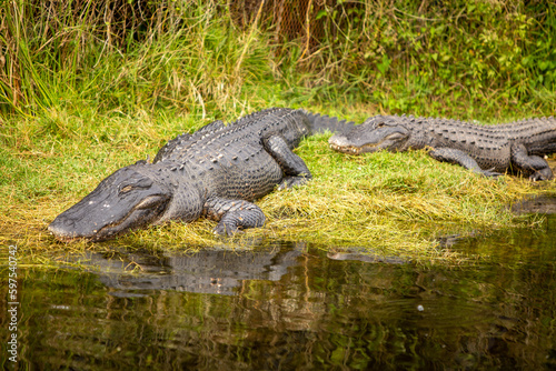 sleeping alligators on Land