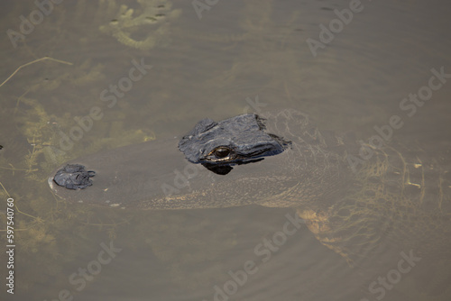 Alligator glaring at you photo