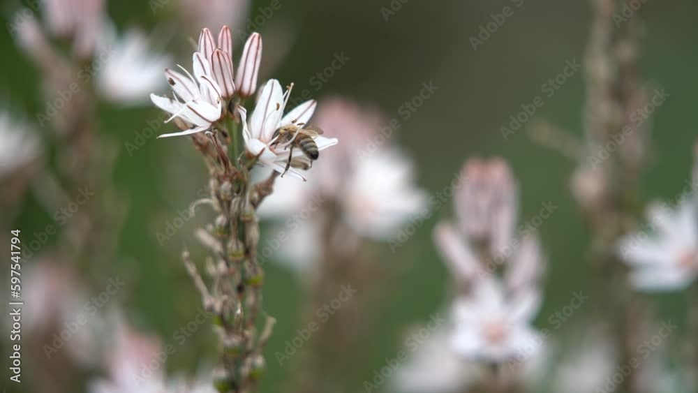 Close up of a honey bee perched on a flower of a flowering slow motion. Close up of a honey bee perched on a flower of a flowering slow motion.