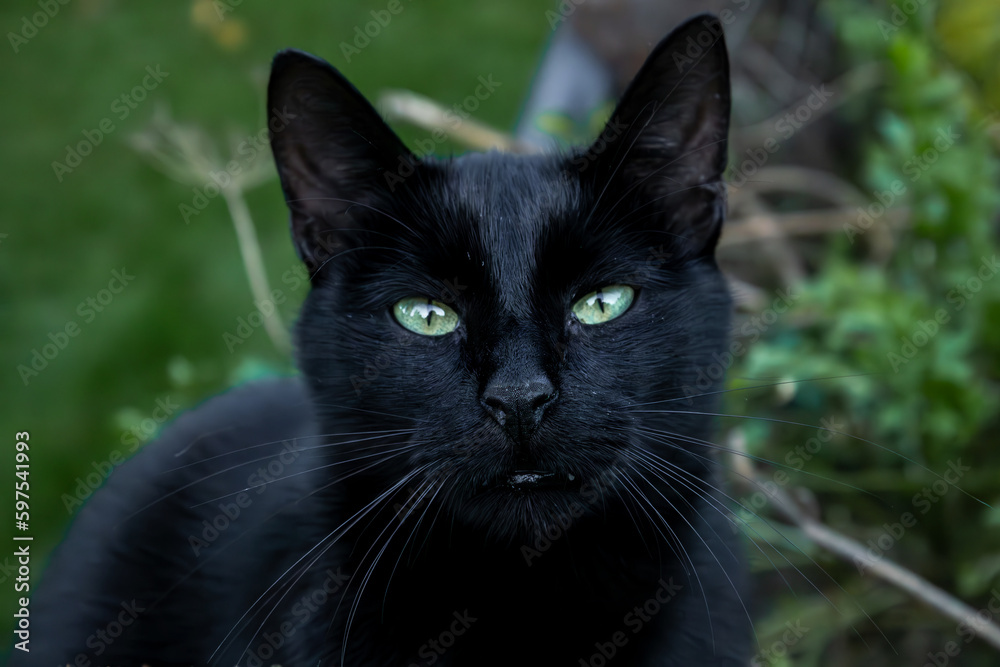 czarny kotek w parku  - obrazy, fototapety, plakaty 