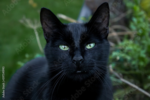 czarny kotek w parku  photo