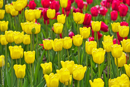 multicolored tulips on flowerbed photo