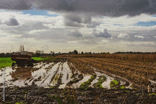 field of corn