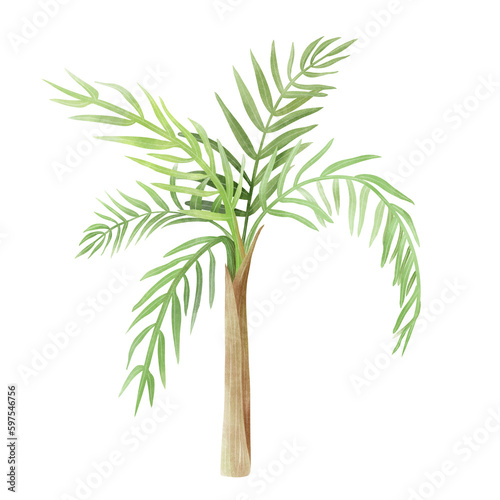 Tropical tree illustration hand drawn