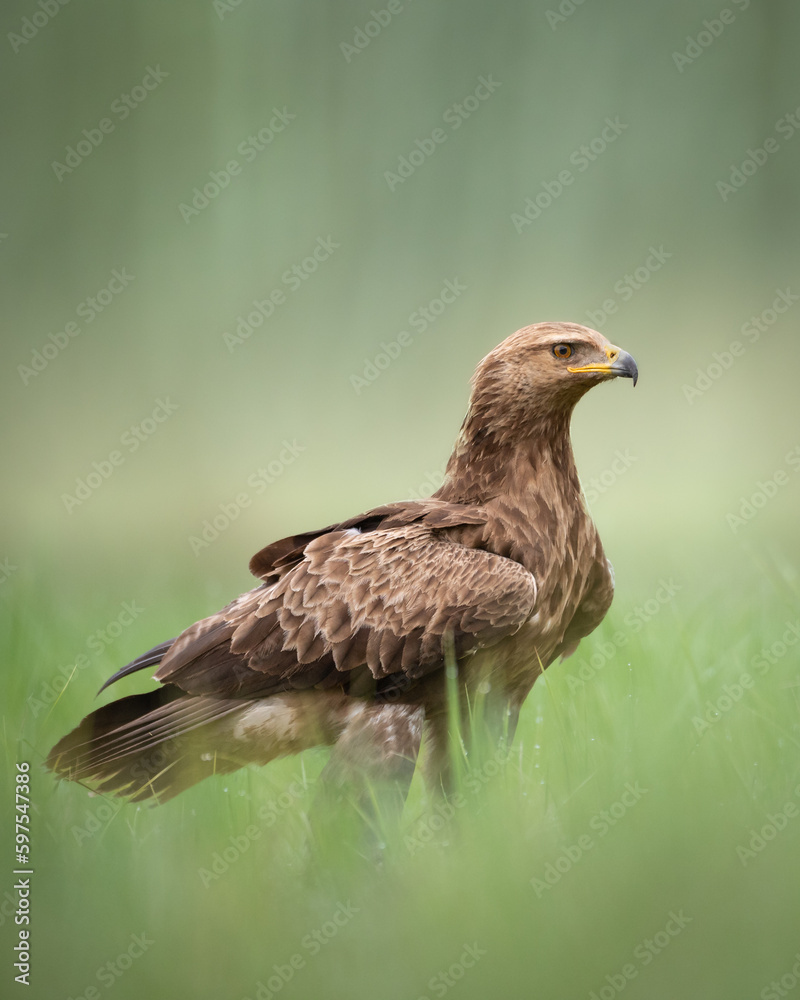 Birds of prey - Lesser Spotted Eagle Aquila pomarina , hunting time, flying bird Birds of prey - Lesser Spotted Eagle Aquila pomarina , hunting time, flying bird
