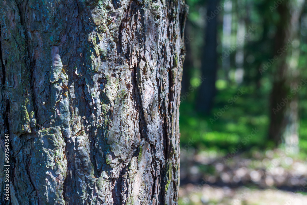 Close-up of a tree trunk in a forest