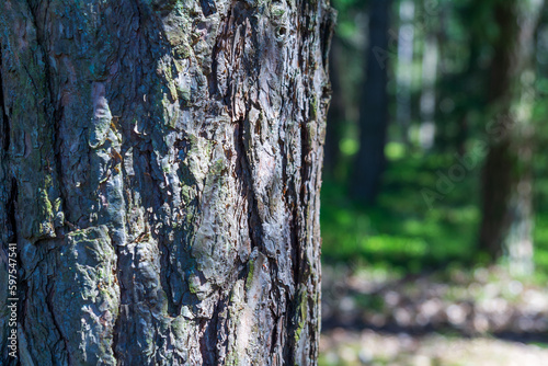 Fototapeta Naklejka Na Ścianę i Meble -  Close-up of a tree trunk in a forest