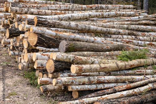 Freshly made firewood in the evergreen forest, birch tree logs close-up. Environmental damage, ecological issues, ecology, nature, wood, deforestation, alternative energy, lumber industry