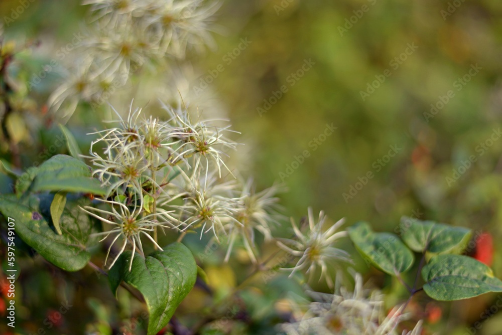 Honeysuckle flowers in warm light among delicate green leaves. Blurred green background. Honeysuckle flowers in warm light among delicate green leaves. Blurred green background.