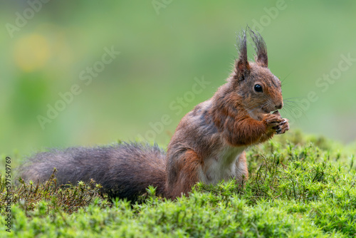 Eurasian red squirrel (Sciurus vulgaris) eating a nut in the forest of Noord Brabant in the Netherlands.                                                            © Albert Beukhof