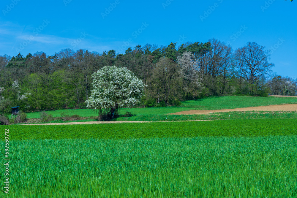 Idyllic view of a green summer meadow with a forest in the background