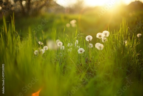 Spring field with fluffy dandelion flowers grow in green grass at spring evening