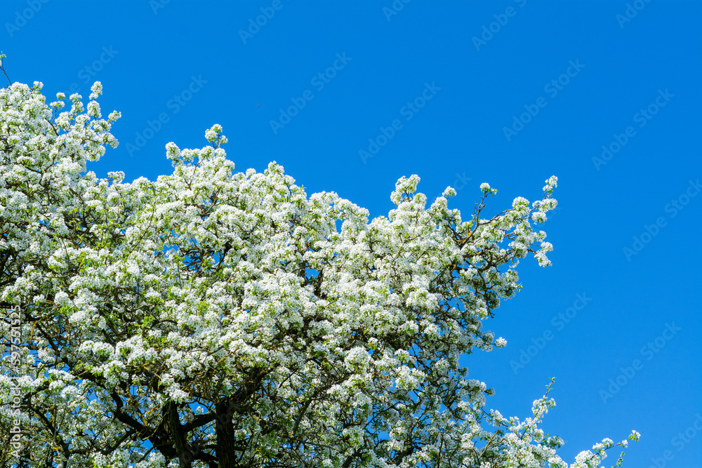 Blooming apple tree on a green meadow in spring