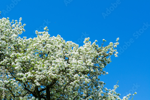 Obraz na płótnie Blooming apple tree on a green meadow in spring w salonie