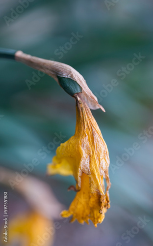 Old yellow dried narcissus flower on stem