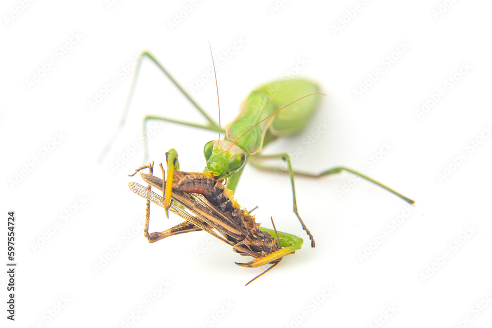 praying mantis eats a grasshopper close-up on a white background. Hunting in the world of insects. Prey for eating insects praying mantis eats a grasshopper close-up on a white background. Hunting in the world of insects. Prey for eating insects
