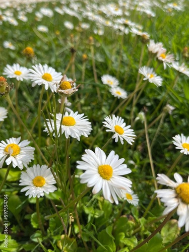 daisies in a meadow