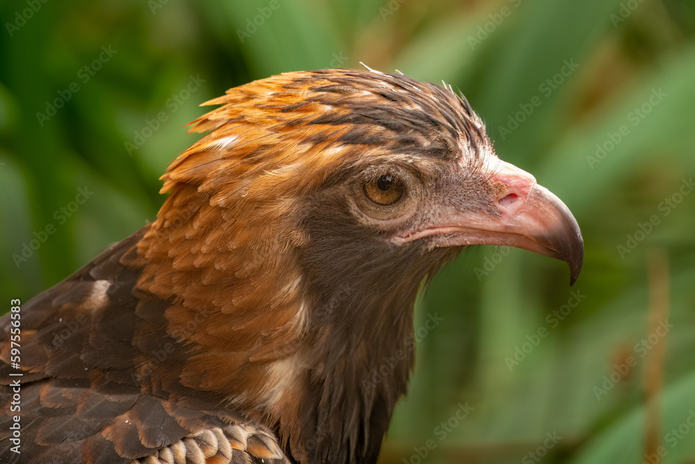 Wedge-tailed eagle (Aquila audax) portrait, it is the largest bird of prey in Australia. Wedge-tailed eagle (Aquila audax) portrait, it is the largest bird of prey in Australia.