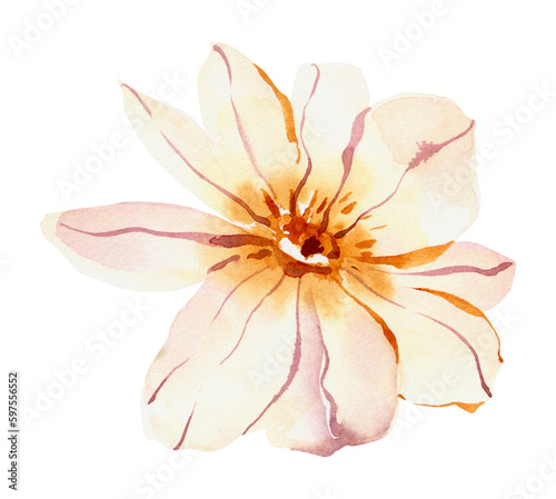 Watercolor simple wildflower, field summer blossom flower, png illustration