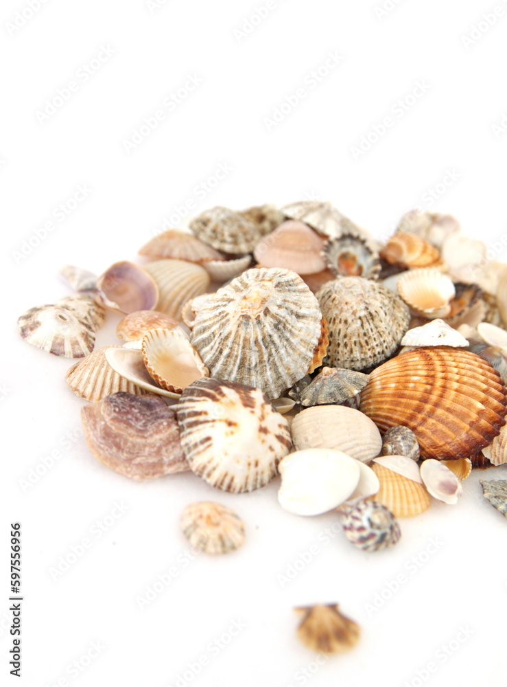 Seashells, conch on white background
