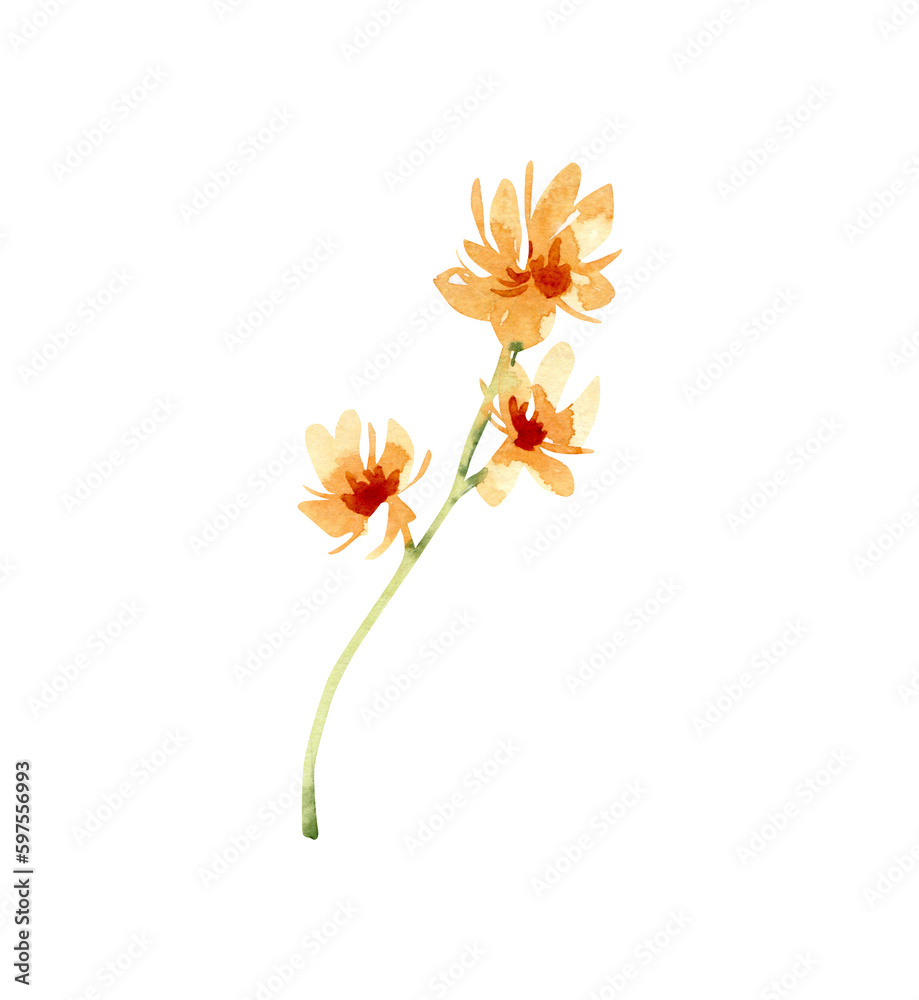 Watercolor field flower, png illustration. Meadow summer blossom.