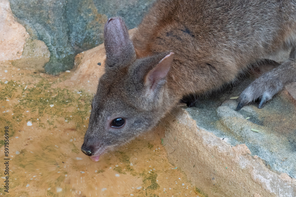 Wallaby drinking from a stream, Sydney, New South Wales, Australia Wallaby drinking from a stream, Sydney, New South Wales, Australia
