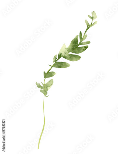 Watercolor greenery clipart. Leaf png image.