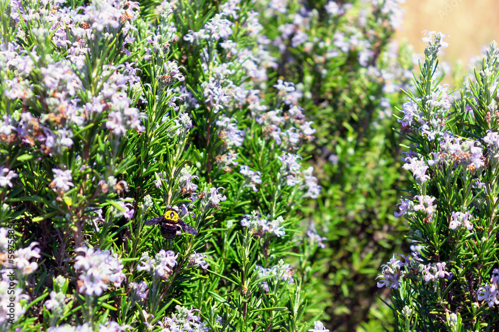 A flying honey bee pollinates rosemary in a spring blooming garden. selective focus A flying honey bee pollinates rosemary in a spring blooming garden. selective focus