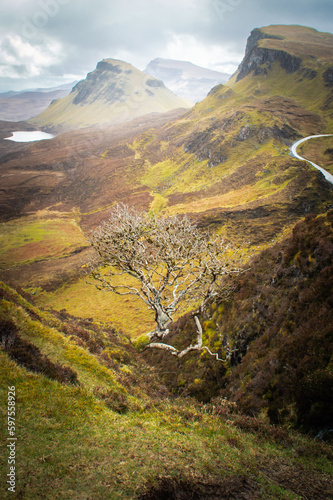 Single tree overlooking mysterious valley, Isle of Skye, Scoland photo