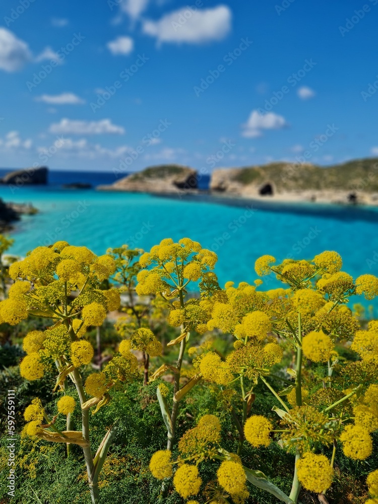 view of the sea with spring flowers