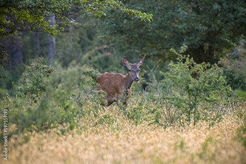 Fototapeta Naklejka Na Ścianę i Meble -  doe photographed on the lookout in the forest of fontainebleau