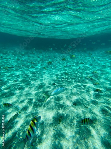 underwater photo of the fishes yellowtail snapper (ocyurus chrysurus) and sergeant major (abudefduf saxatilis) in very clear water in the atantic ocean in the Dominican Republic