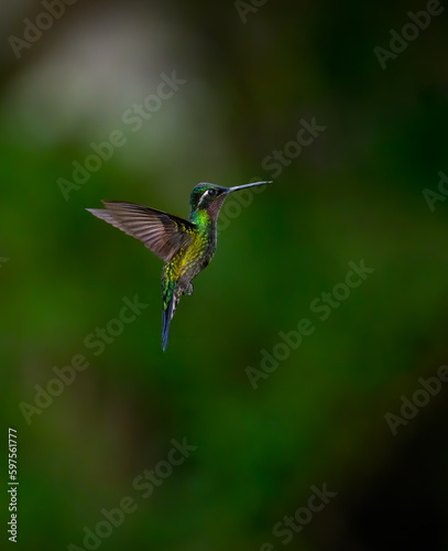 Purple-throated mountaingem Hummingbird in flight against green background