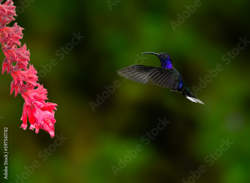 Violet sabrewing Hummingbird in flight feeding on pink flower against green background