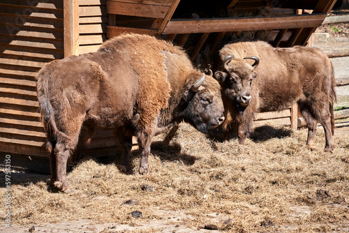 Two European bison at the pasture on the island of Wolin photo