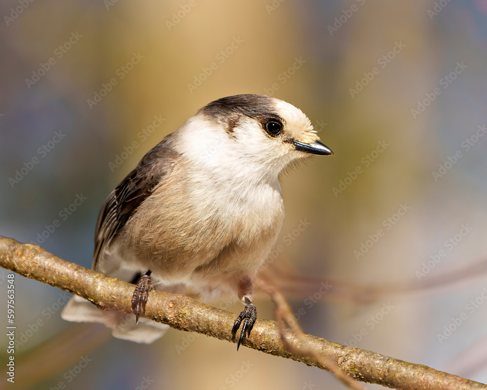 Naklejka premium Grey Jay Photo and Image. Profile front view perched on tree branch with a blur forest background in its environment and habitat, displaying grey feather plumage wings and tail. Jay Picture.