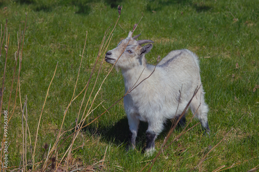 young little baby goat white baby animal dairy farm agriculture young little baby goat white baby animal dairy farm agriculture